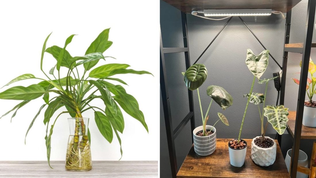 How to Tell If Your Plant Is Getting Enough Light