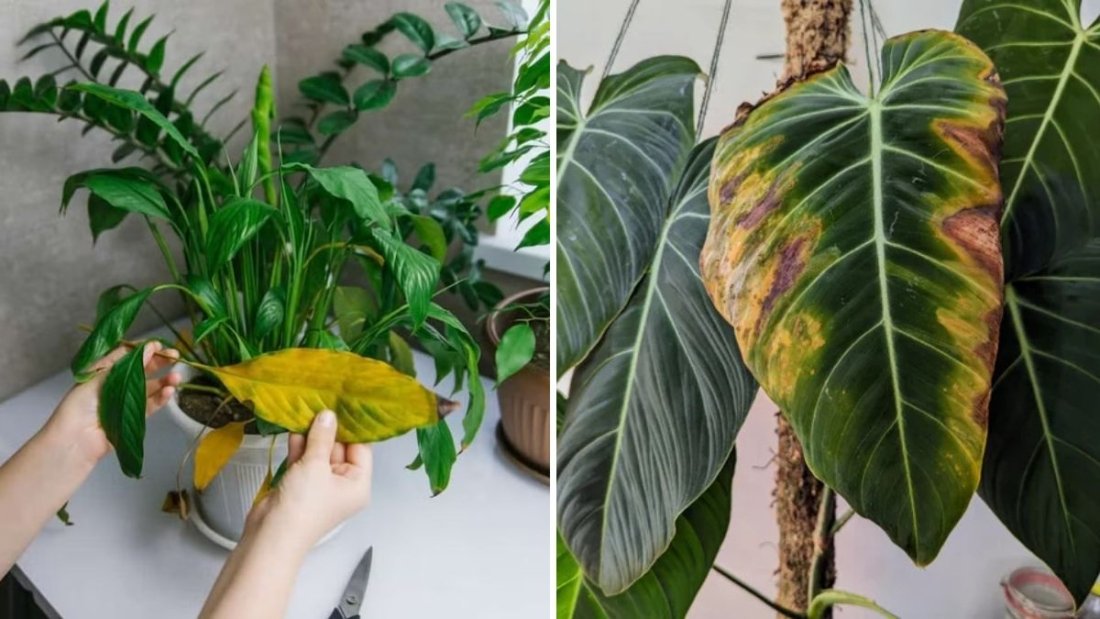 How to Revive Plants That Have Been Overfertilized