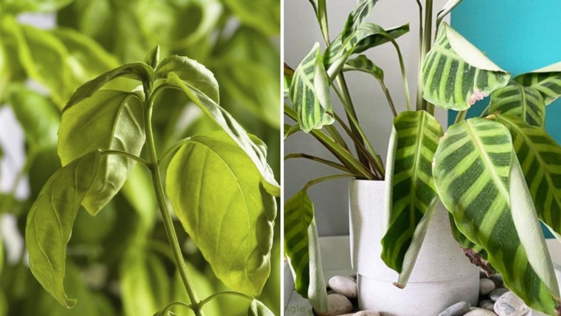 7 Reasons Your Indoor Plant Leaves Are Curling—and How to Fix Them