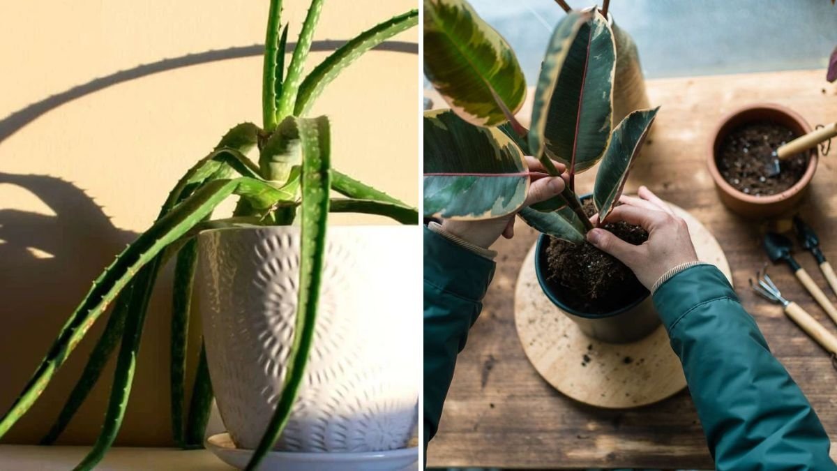 How to Rescue Plants With Drooping Stems