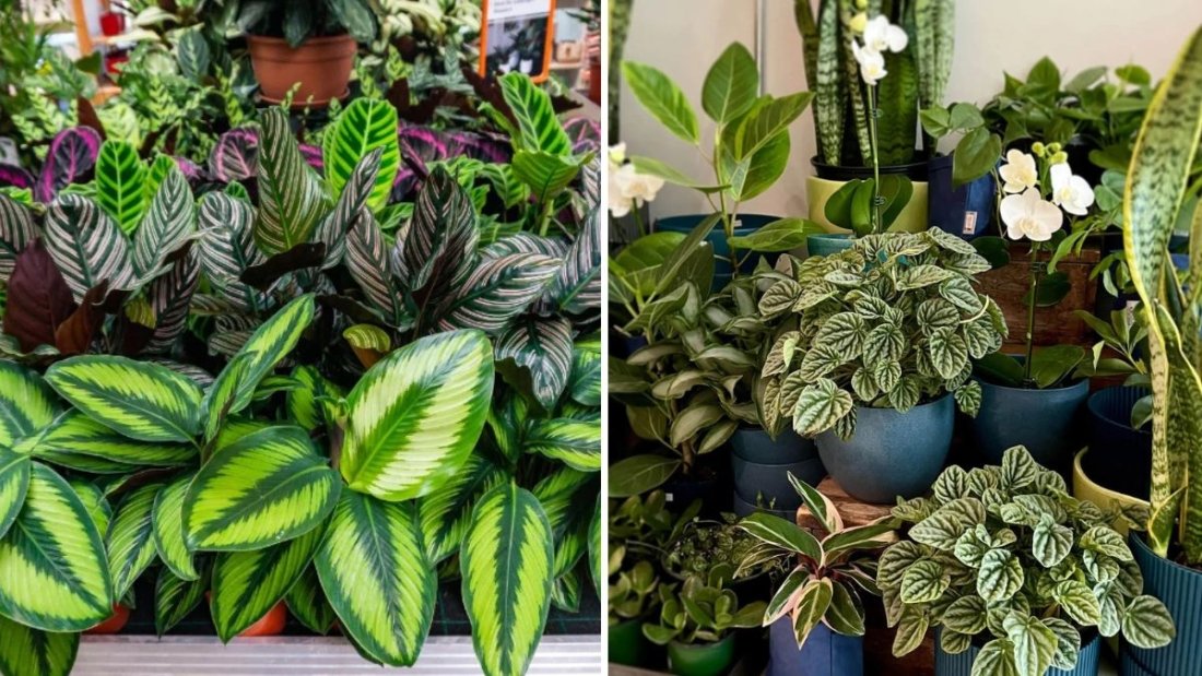 Why Your Houseplants Aren’t Flowering—and How to Help