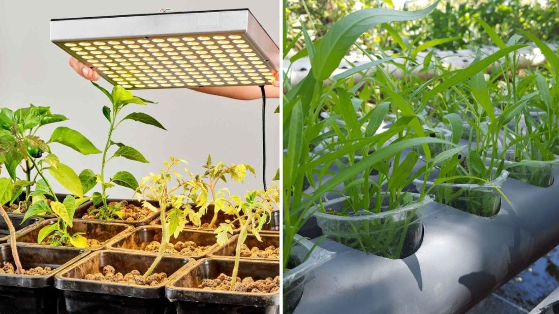 How to Build a DIY Hydroponic System for Indoor Plants