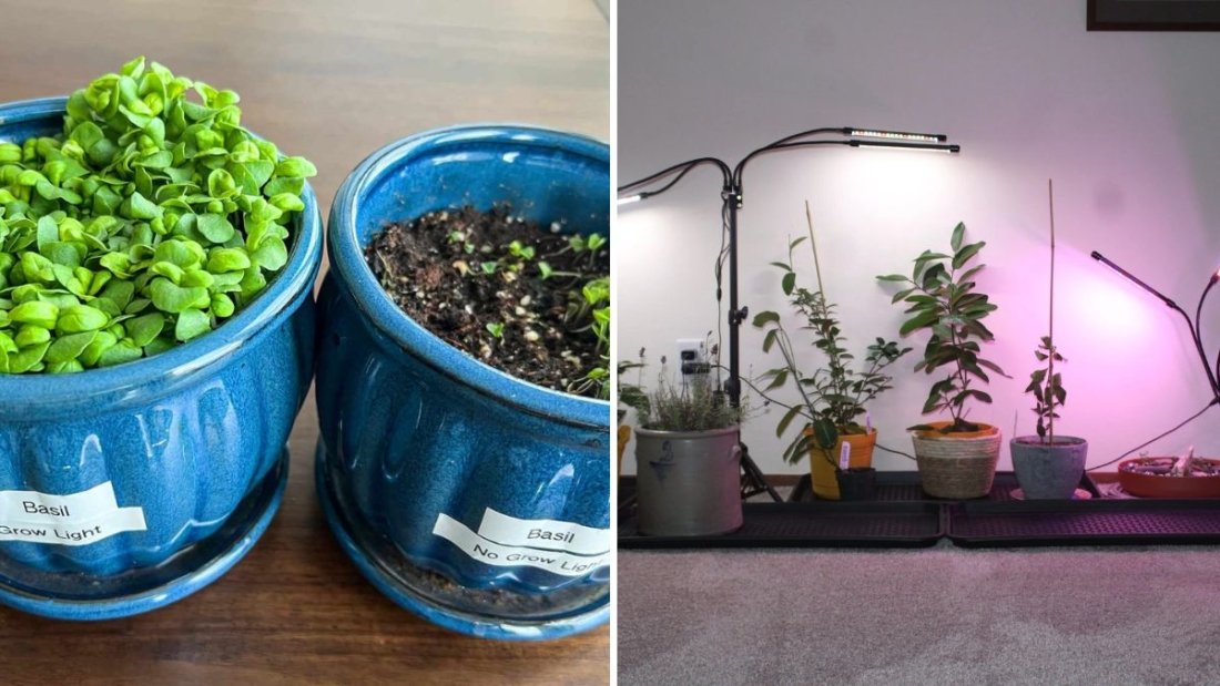 The Best Grow Lights for Healthy Houseplants