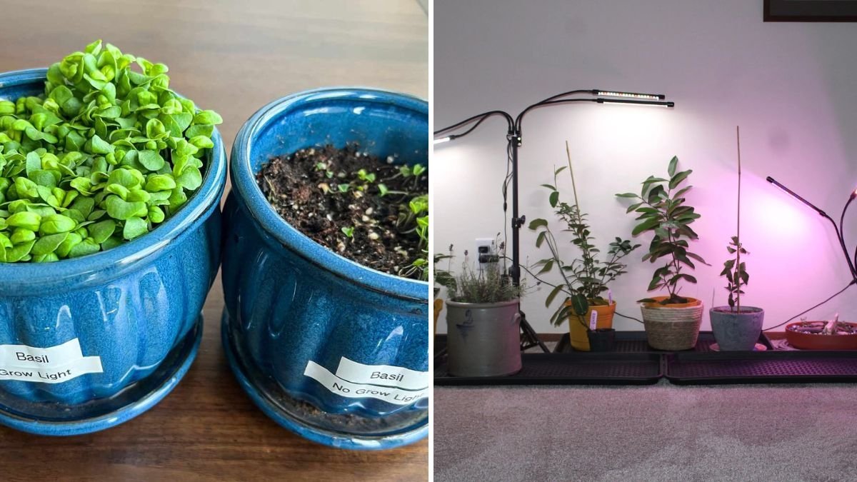 The Best Grow Lights for Healthy Houseplants