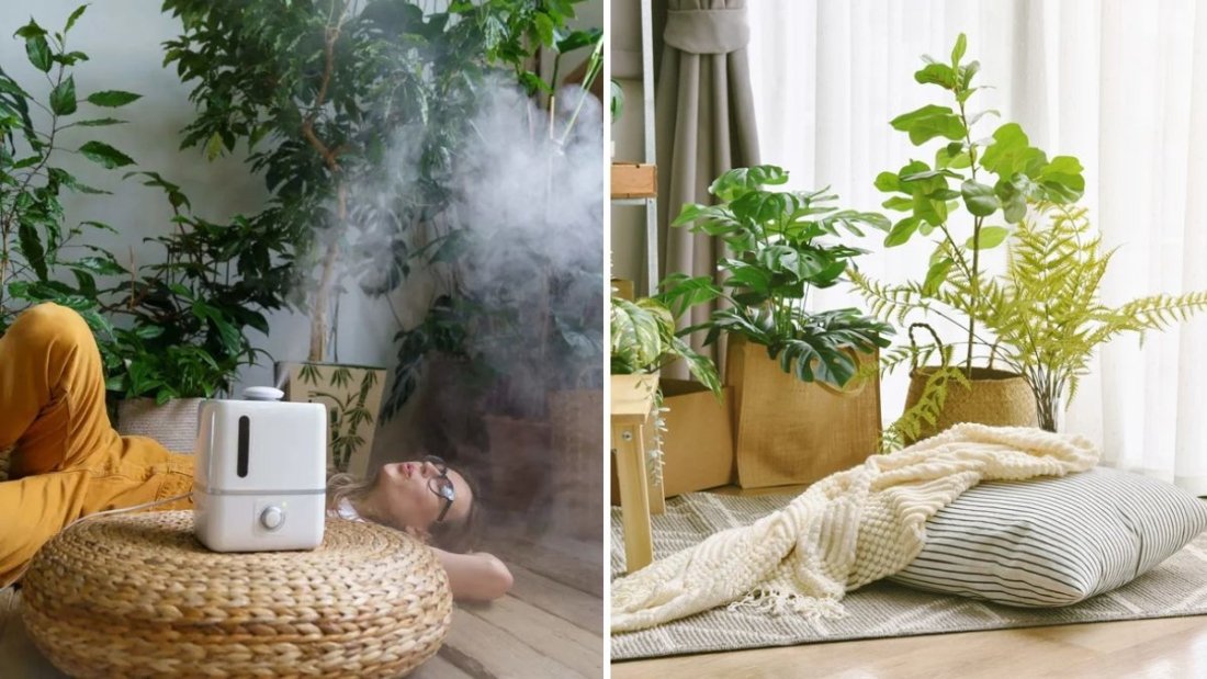 How to Use Humidifiers to Keep Indoor Plants Happy
