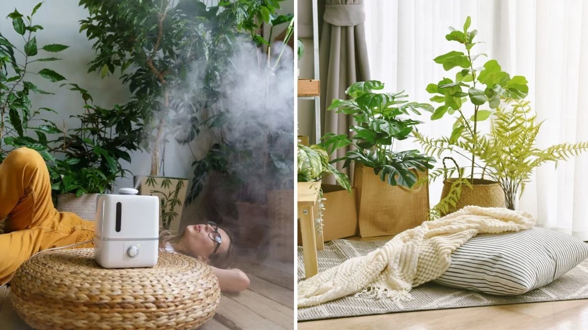 How to Use Humidifiers to Keep Indoor Plants Happy