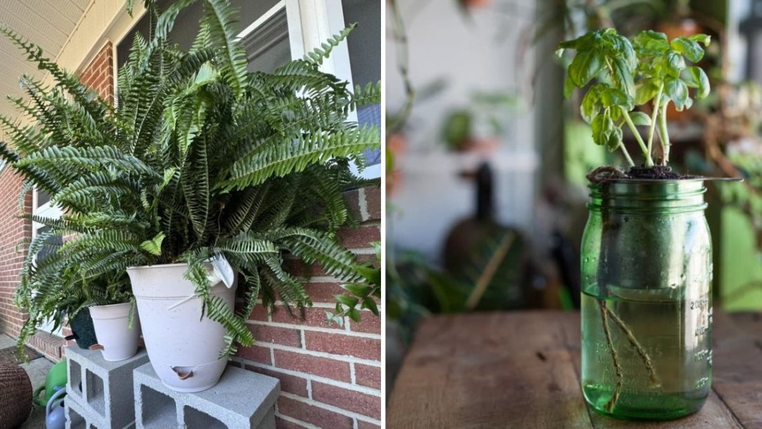 How to Create a Self-Watering Pot System at Home