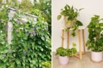 How to Train Vining Plants to Climb Indoors