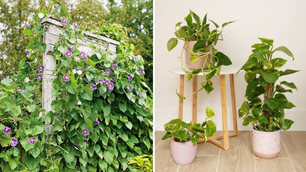 How to Train Vining Plants to Climb Indoors