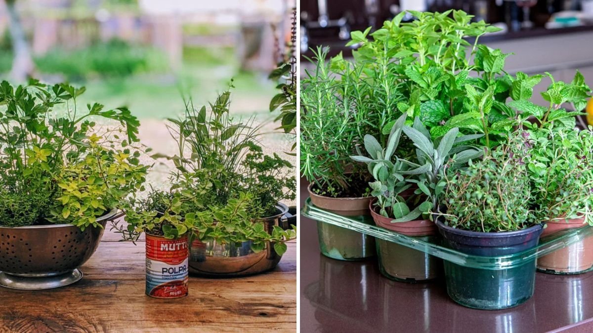 How to Create a Mini Indoor Herb Garden in Your Kitchen