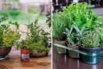 How to Create a Mini Indoor Herb Garden in Your Kitchen