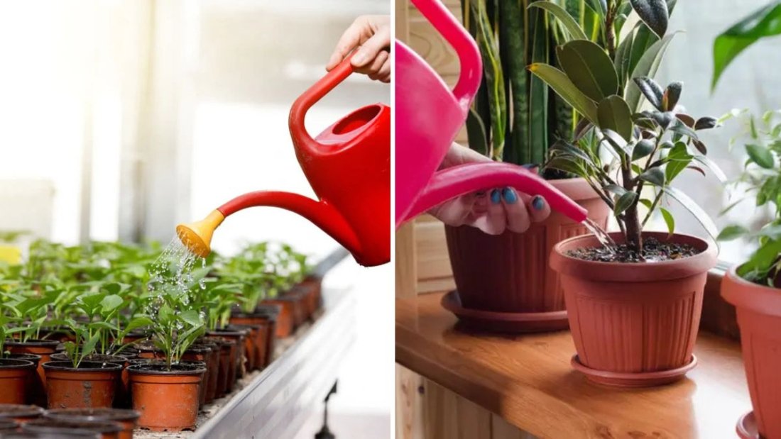 The Best Apps to Track Houseplant Care and Watering