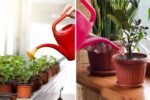 The Best Apps to Track Houseplant Care and Watering