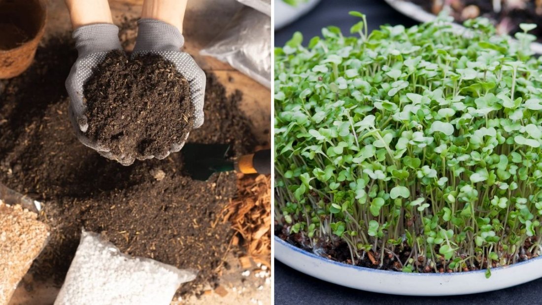 How to Grow Edible Greens Indoors Without Soil