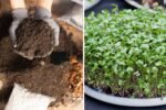How to Grow Edible Greens Indoors Without Soil