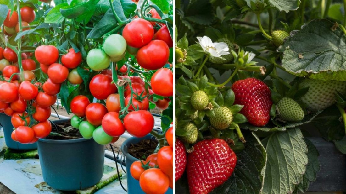 5 Pet-Friendly Indoor Plants That Are Safe for Cats and Dogs