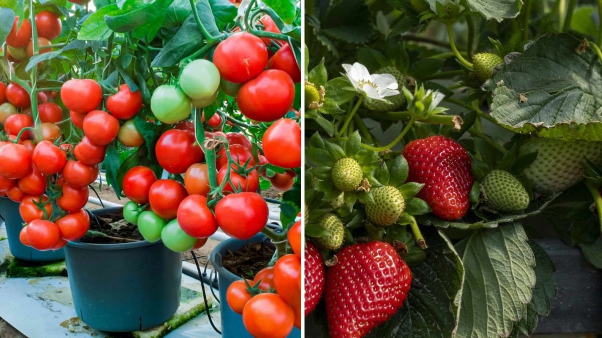 5 Pet-Friendly Indoor Plants That Are Safe for Cats and Dogs