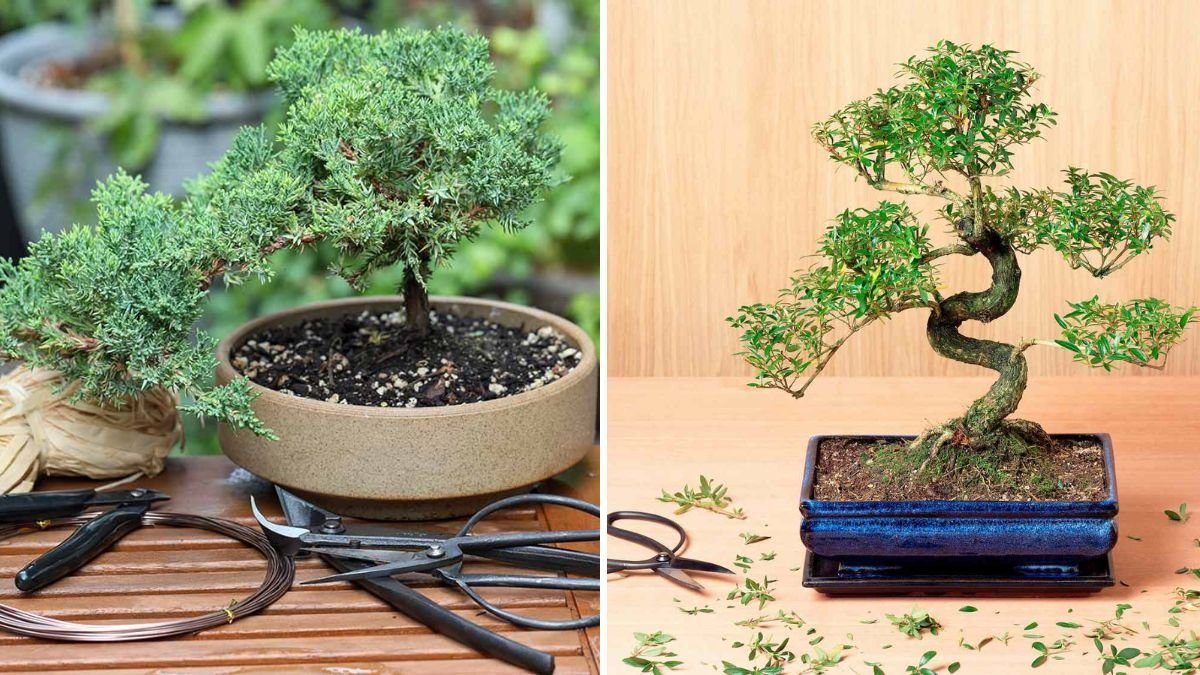 How to Start an Indoor Bonsai Tree Collection