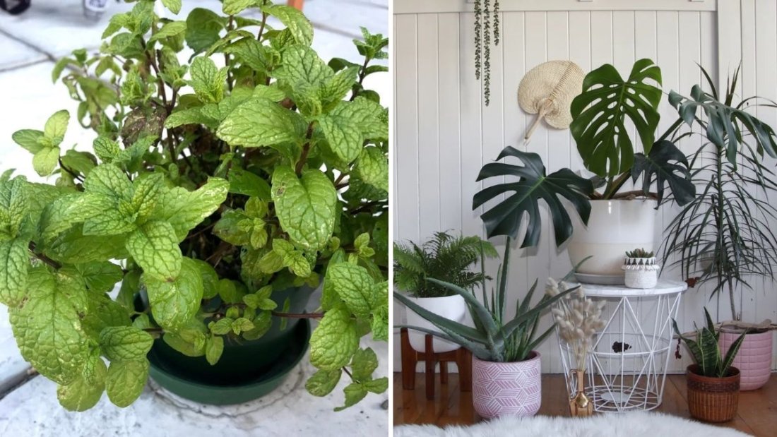 The Best Scented Houseplants for Fresh Indoor Air