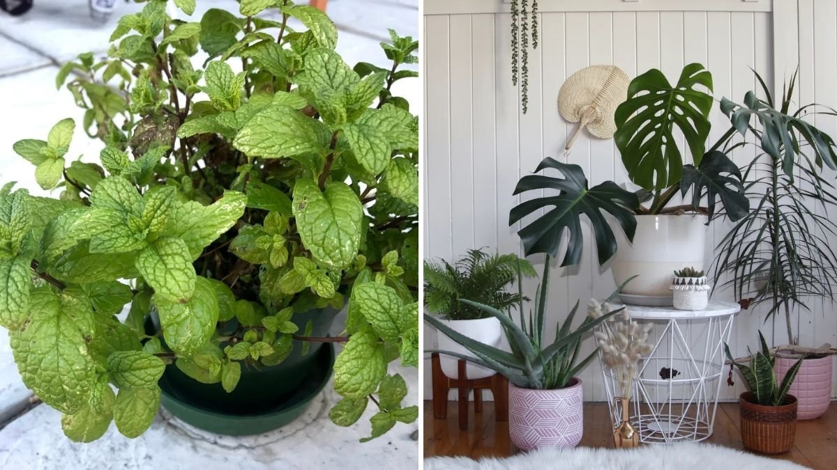The Best Scented Houseplants for Fresh Indoor Air