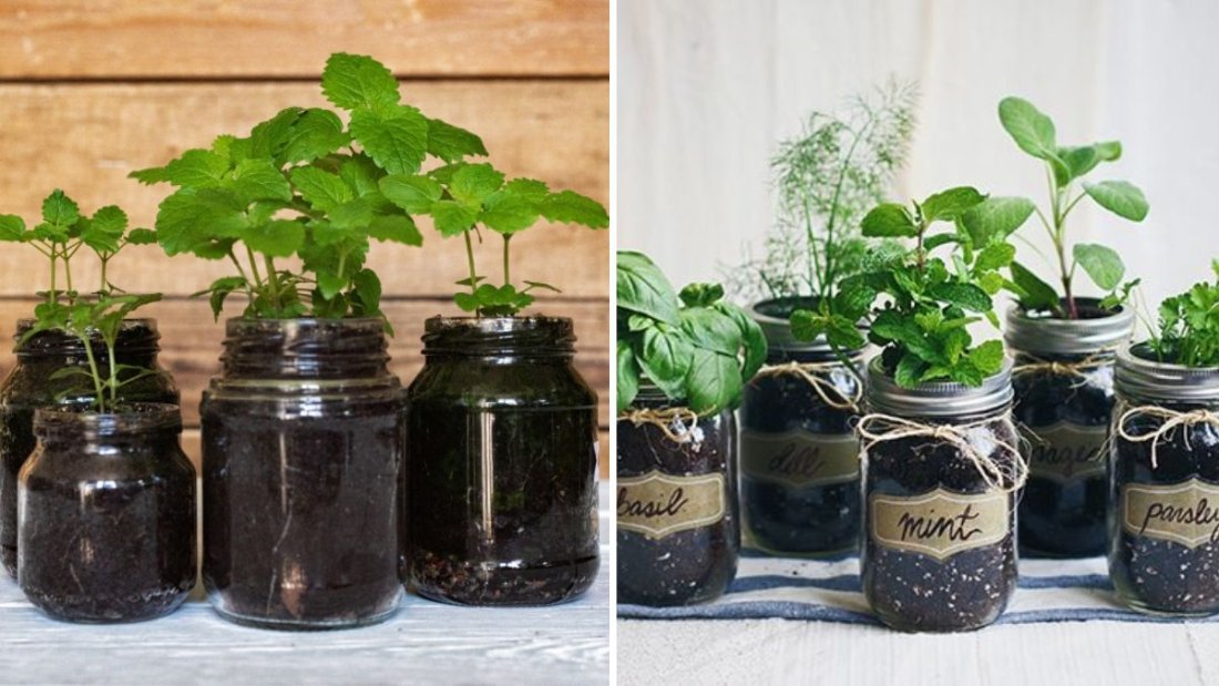 How to Grow Indoor Plants in Mason Jars and Glass Containers