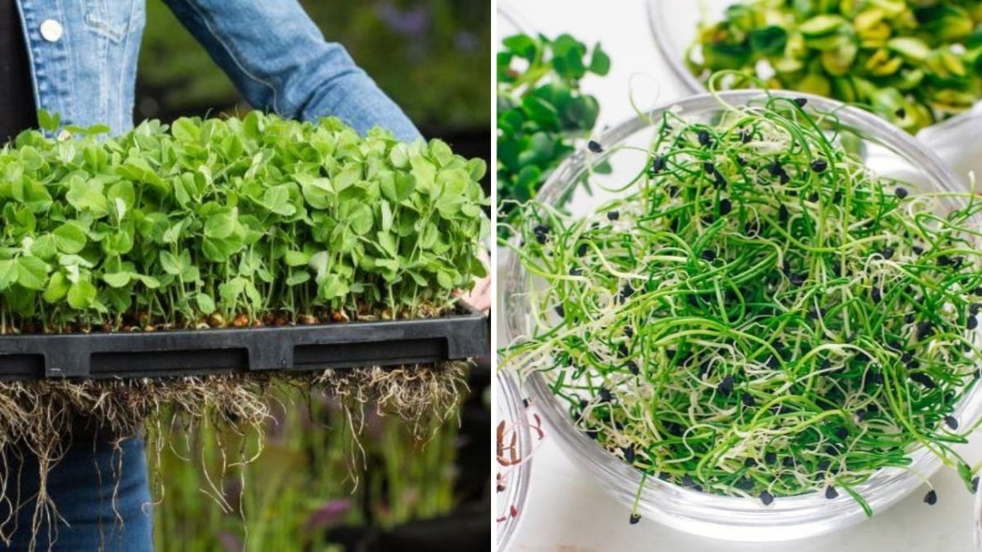 How to Grow Microgreens Indoors for Fresh Nutrition