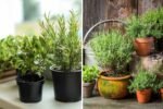 How to Build a Windowsill Herb Garden for Cooking