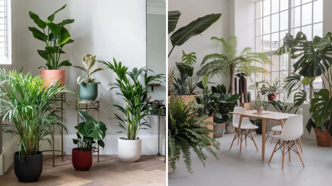7 Indoor Plants That Bring Good Luck and Prosperity