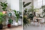 7 Indoor Plants That Bring Good Luck and Prosperity