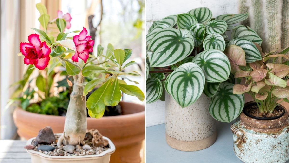 How to Start a Collection of Rare and Unusual Houseplants