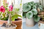 How to Start a Collection of Rare and Unusual Houseplants