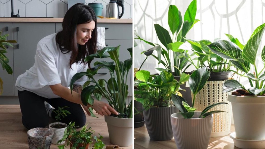 How to Keep Indoor Plants Healthy During Monsoon Season