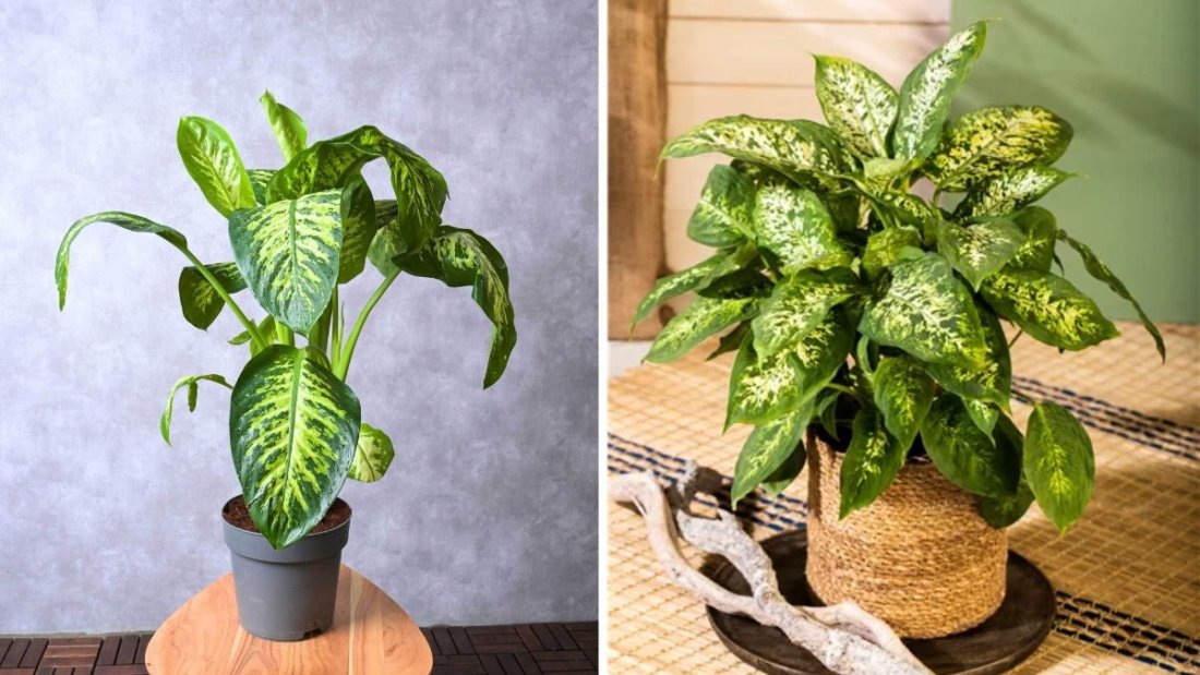 The Secret to Making Indoor Plants Grow Thicker and Fuller