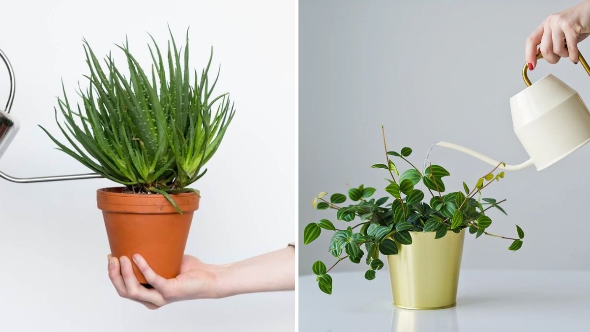 How to Create a Watering Routine That Matches Your Plant’s Needs