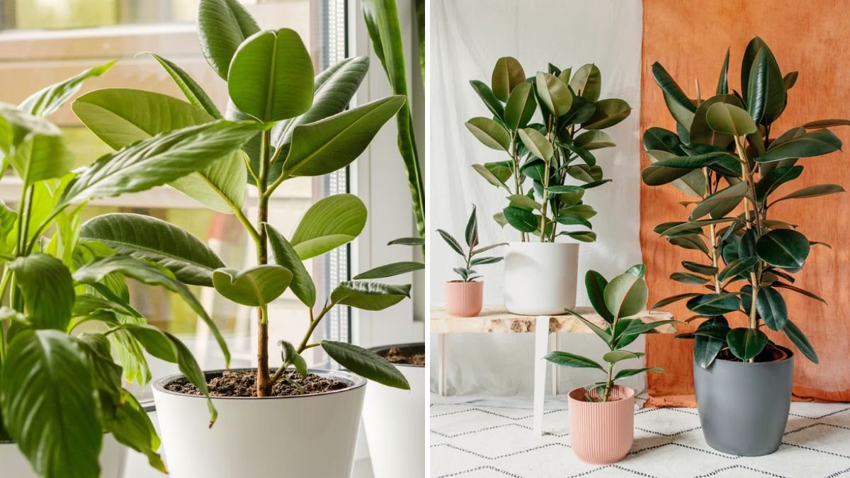 How to Choose Plants That Naturally Purify the Air in Bedrooms
