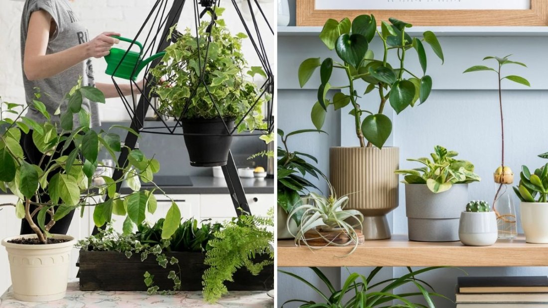 How to Keep Indoor Plants Happy While You’re on Vacation