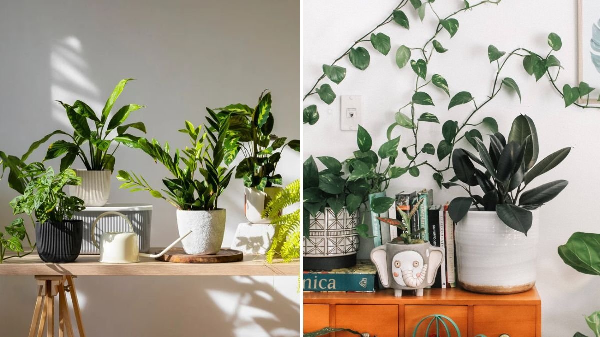 The Best Indoor Plants for Homes With Central Heating