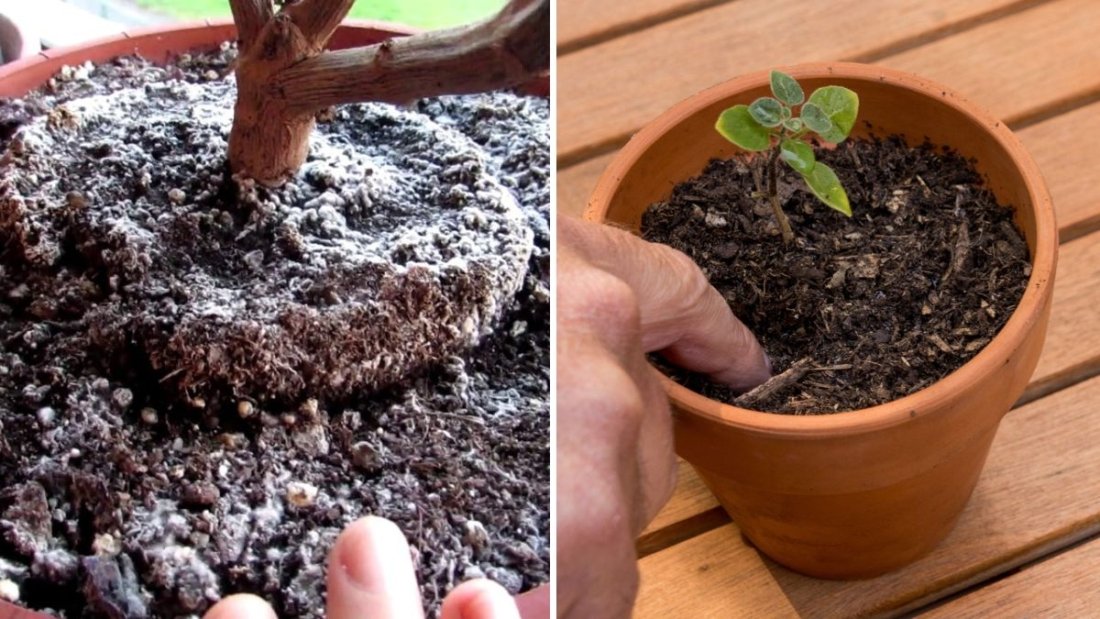 How to Prevent Mold Growth in Indoor Plant Soil