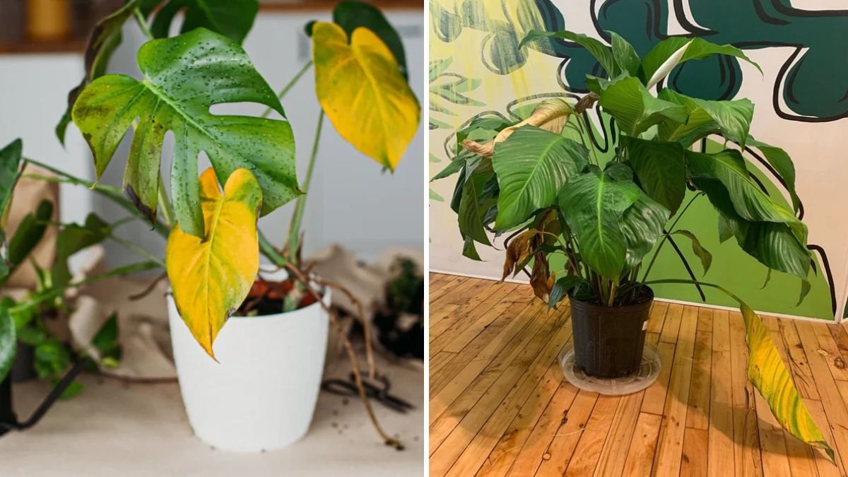 Why Your Indoor Plant Leaves Are Turning Pale and How to Fix It