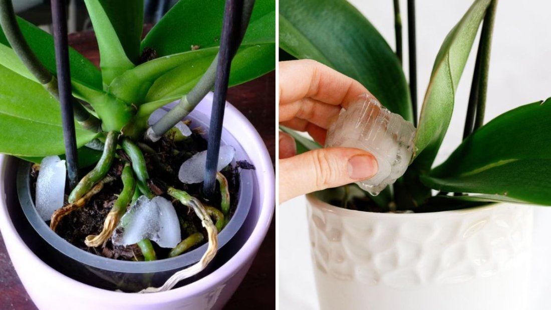 How to Use Ice Cubes to Water Indoor Plants the Right Way