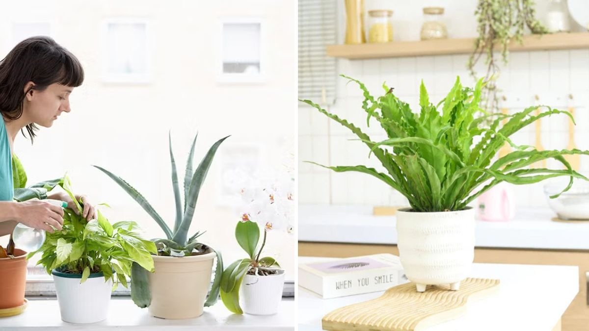 The Best Indoor Plants for Busy People Who Forget to Water