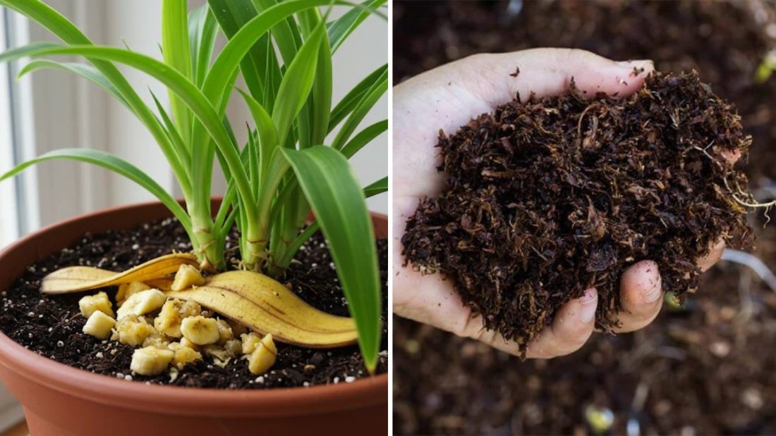 The Best Organic Fertilizers for Indoor Plants You Can Make at Home