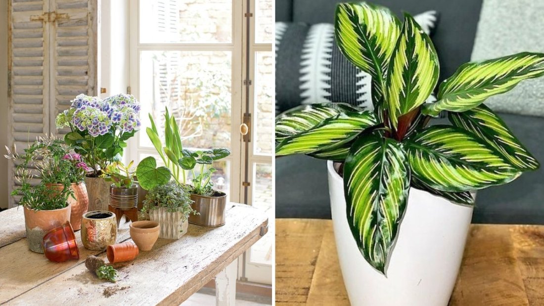 How to Keep Indoor Plants Looking Fresh During Winter Months
