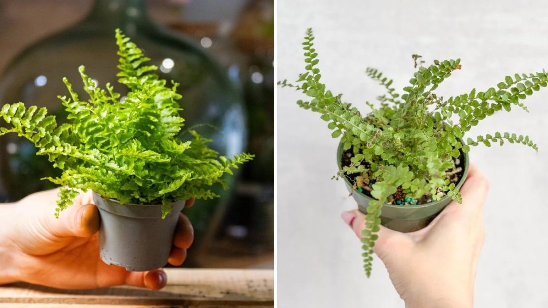 How to Revive a Dying Indoor Fern Naturally