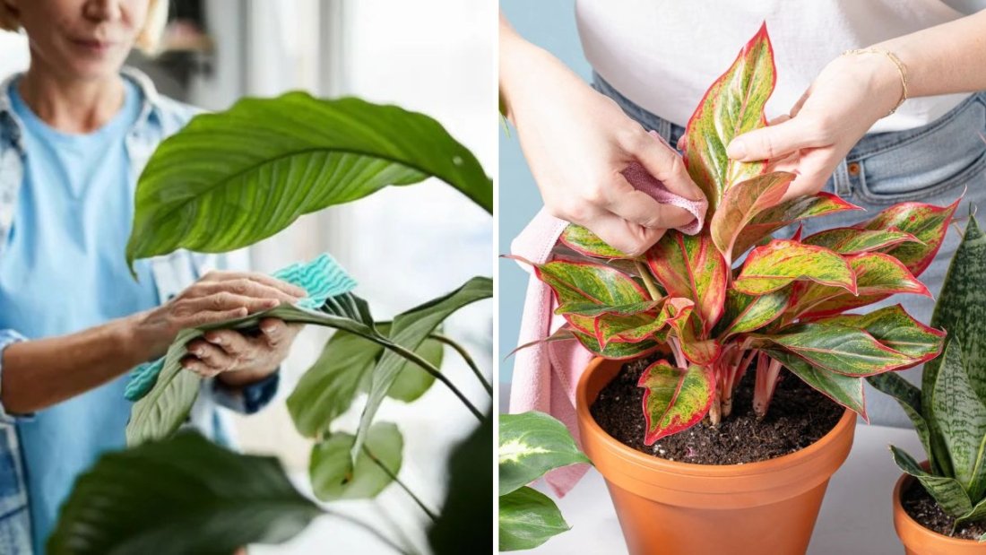 Why You Should Wipe Plant Leaves Regularly and the Right Way to Do It