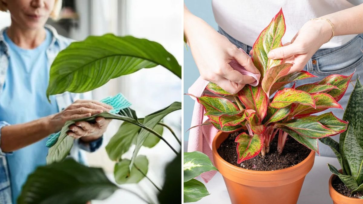 Why You Should Wipe Plant Leaves Regularly and the Right Way to Do It