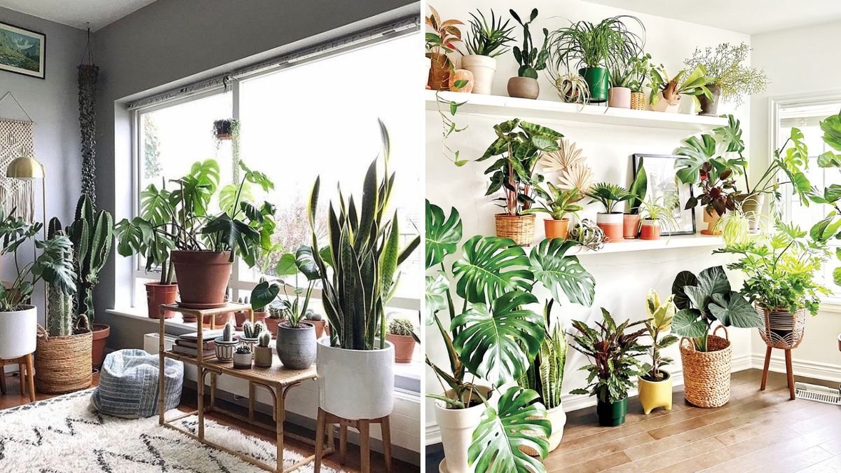 5 Indoor Plants That Instantly Make a Room Feel Cozier