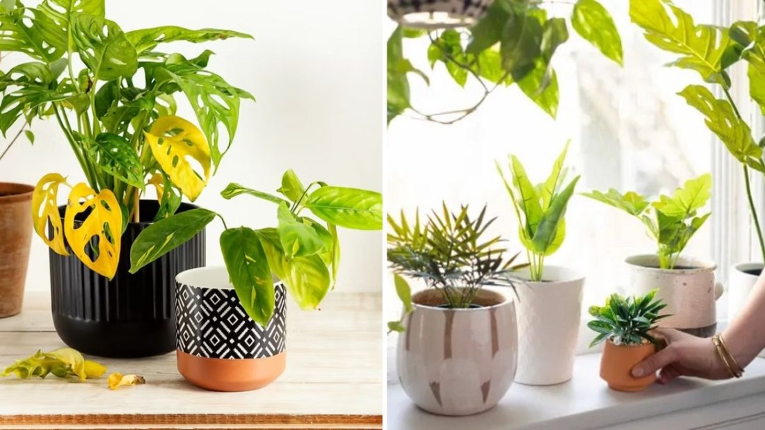 How to Help Indoor Plants Adjust to a New Environment