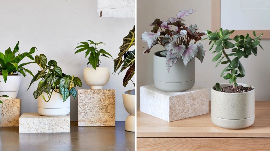 The Best Watering Techniques for Plants in Ceramic Pots