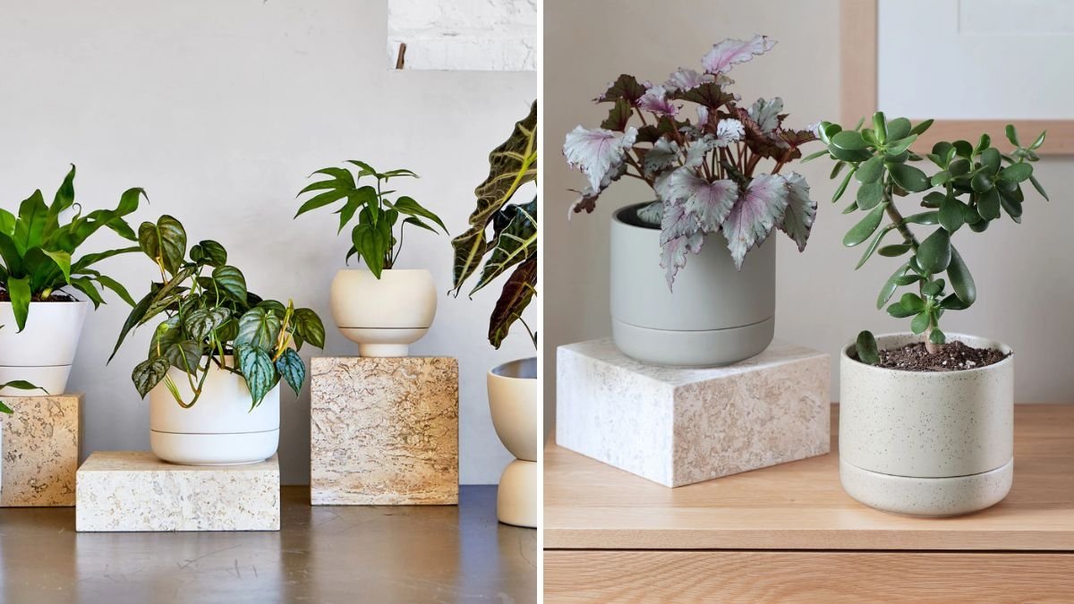 The Best Watering Techniques for Plants in Ceramic Pots